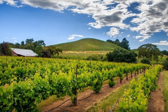 10 Hour Private Napa and Sonoma Valley Wine Tour